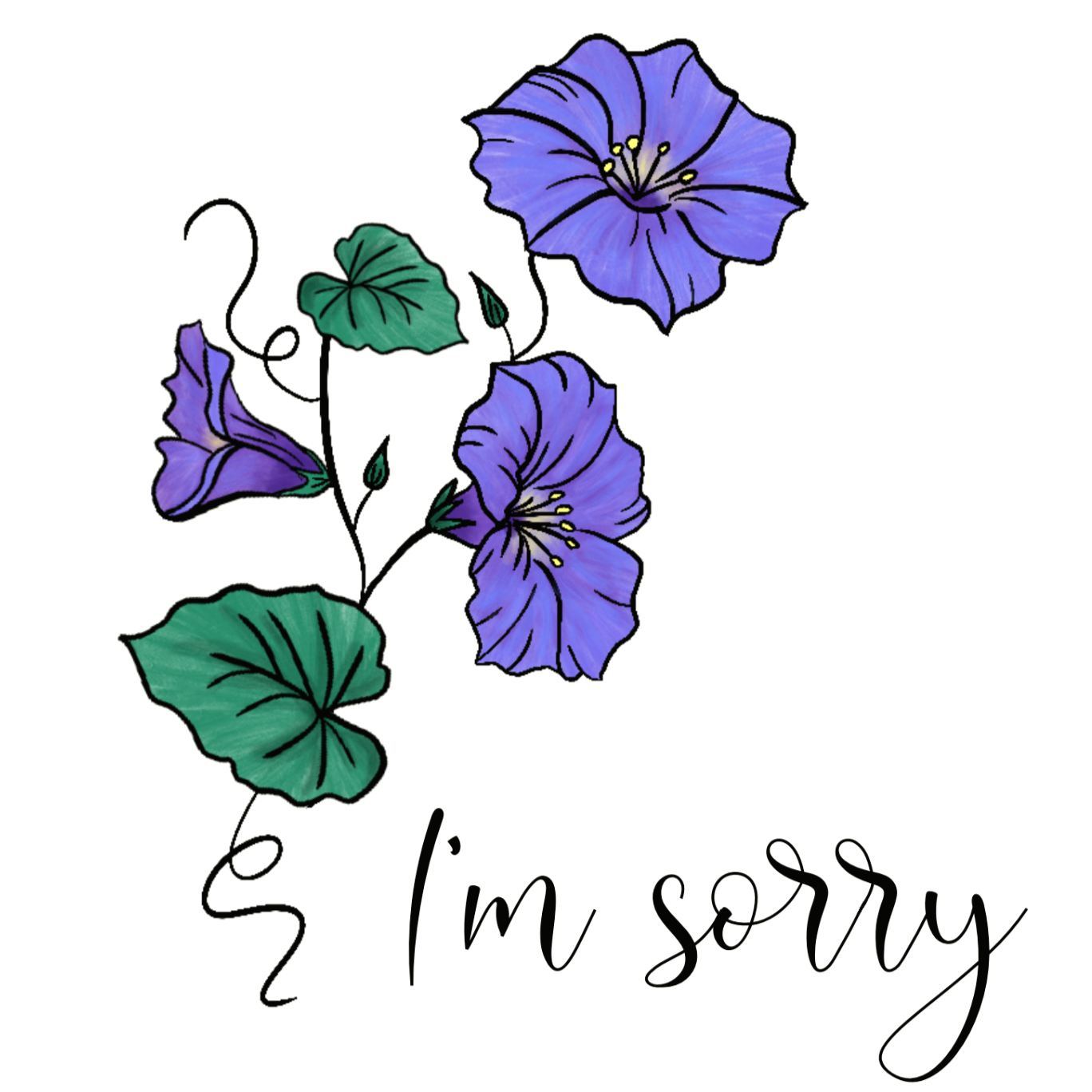 Morning Glory 'I'm Sorry'